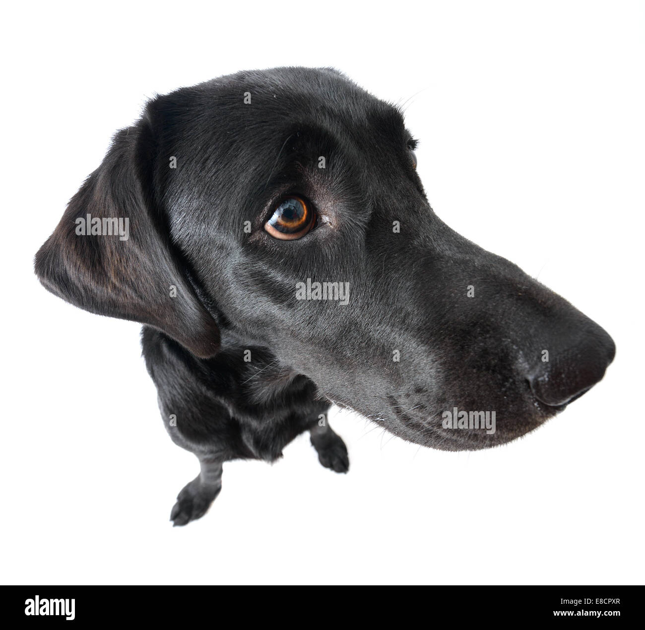 Portrait of black labrador retriever dog exaggerated by wide angle lens Stock Photo