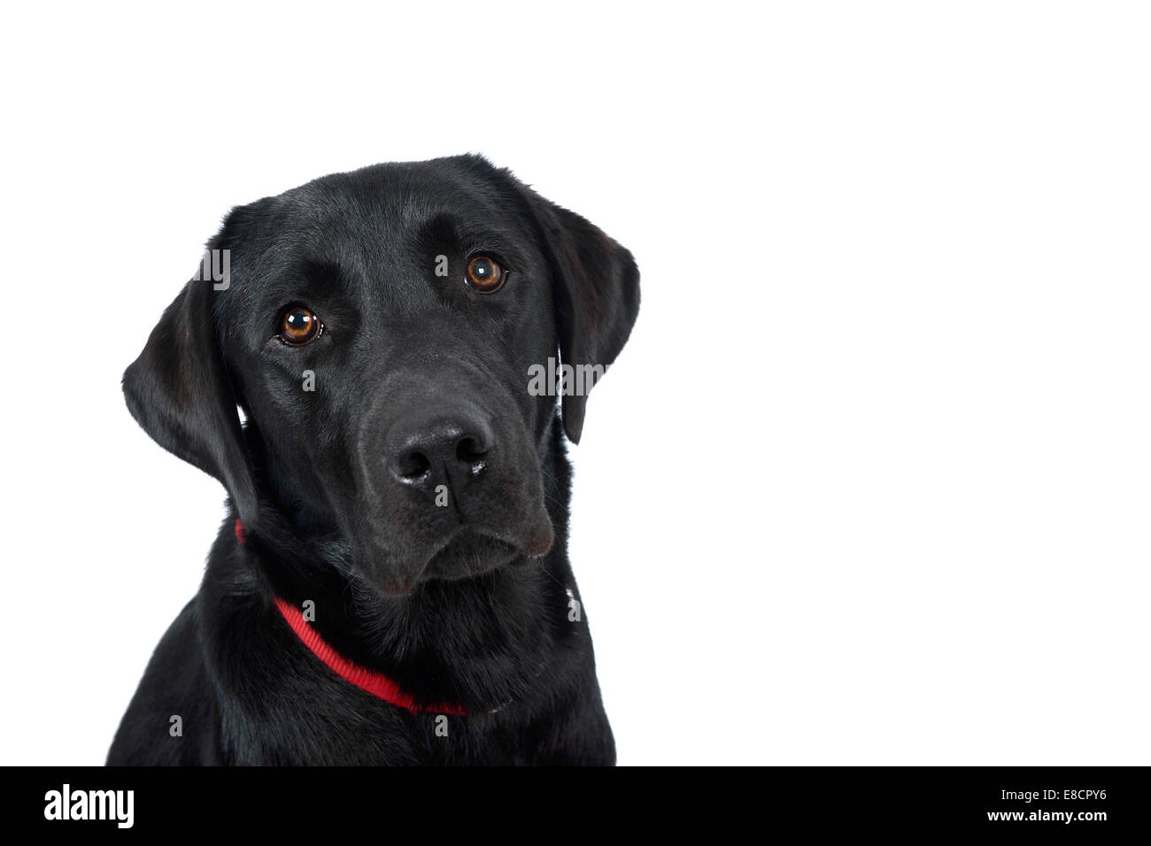 Attentive black labrador retriever dog looking at camera cut out isolated on white background Stock Photo