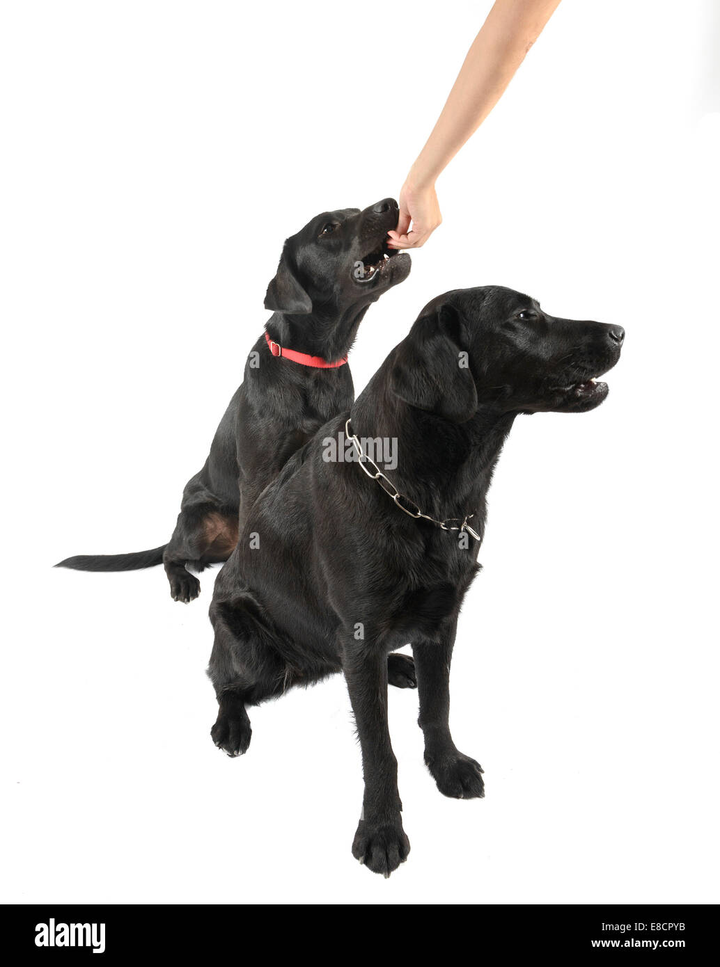 Feeding labradors on sale