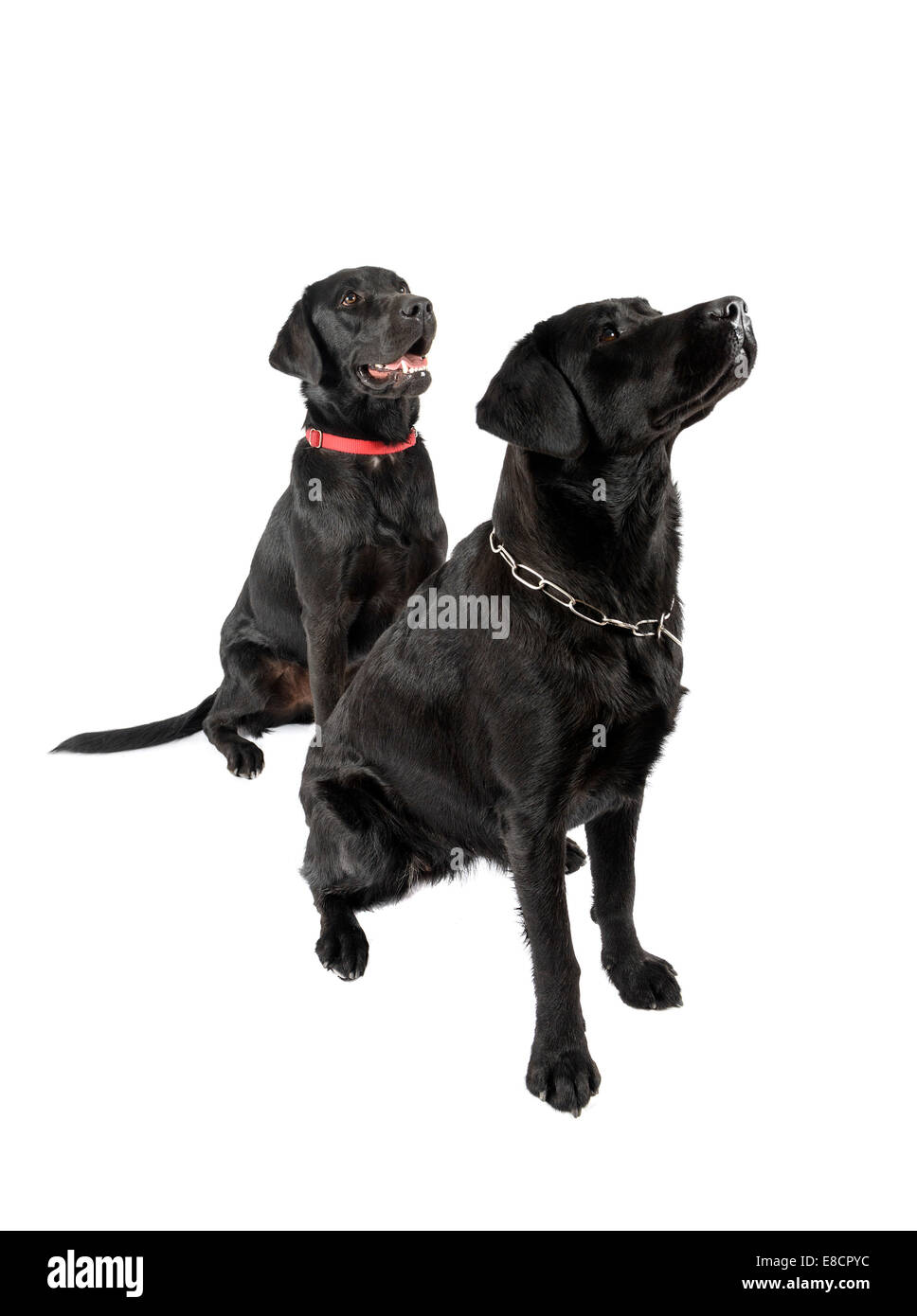 Black Labrador Retriever dogs sitting and looking up cut out isolated on white background Stock Photo