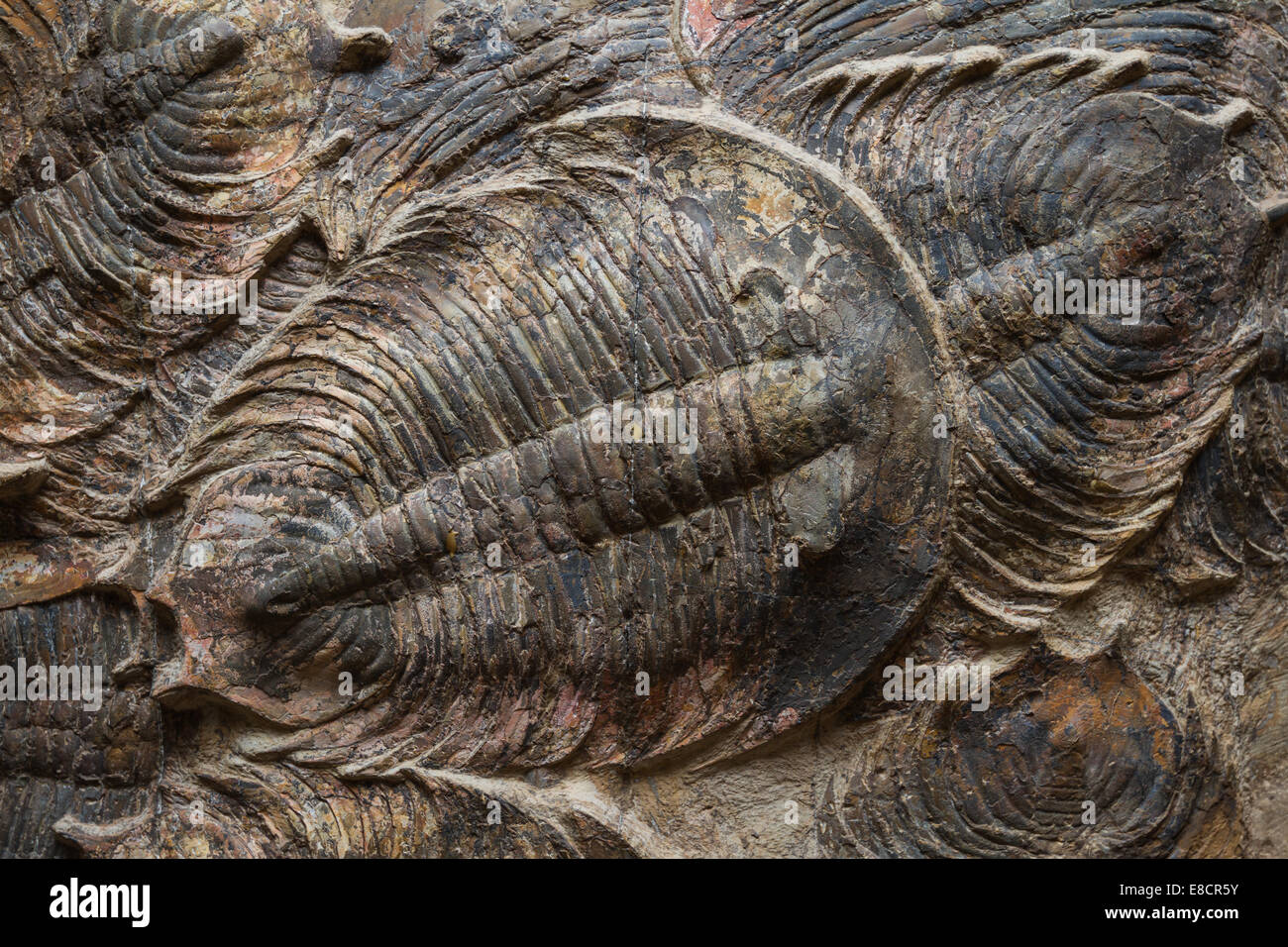 close up of a well preserved  trilobite fossil Stock Photo