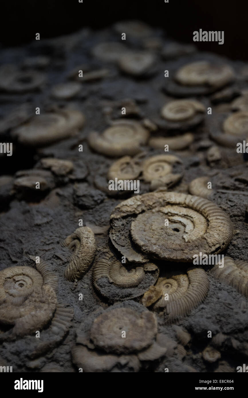 cluster of ammonite fossils very well preserved in a large block Stock Photo