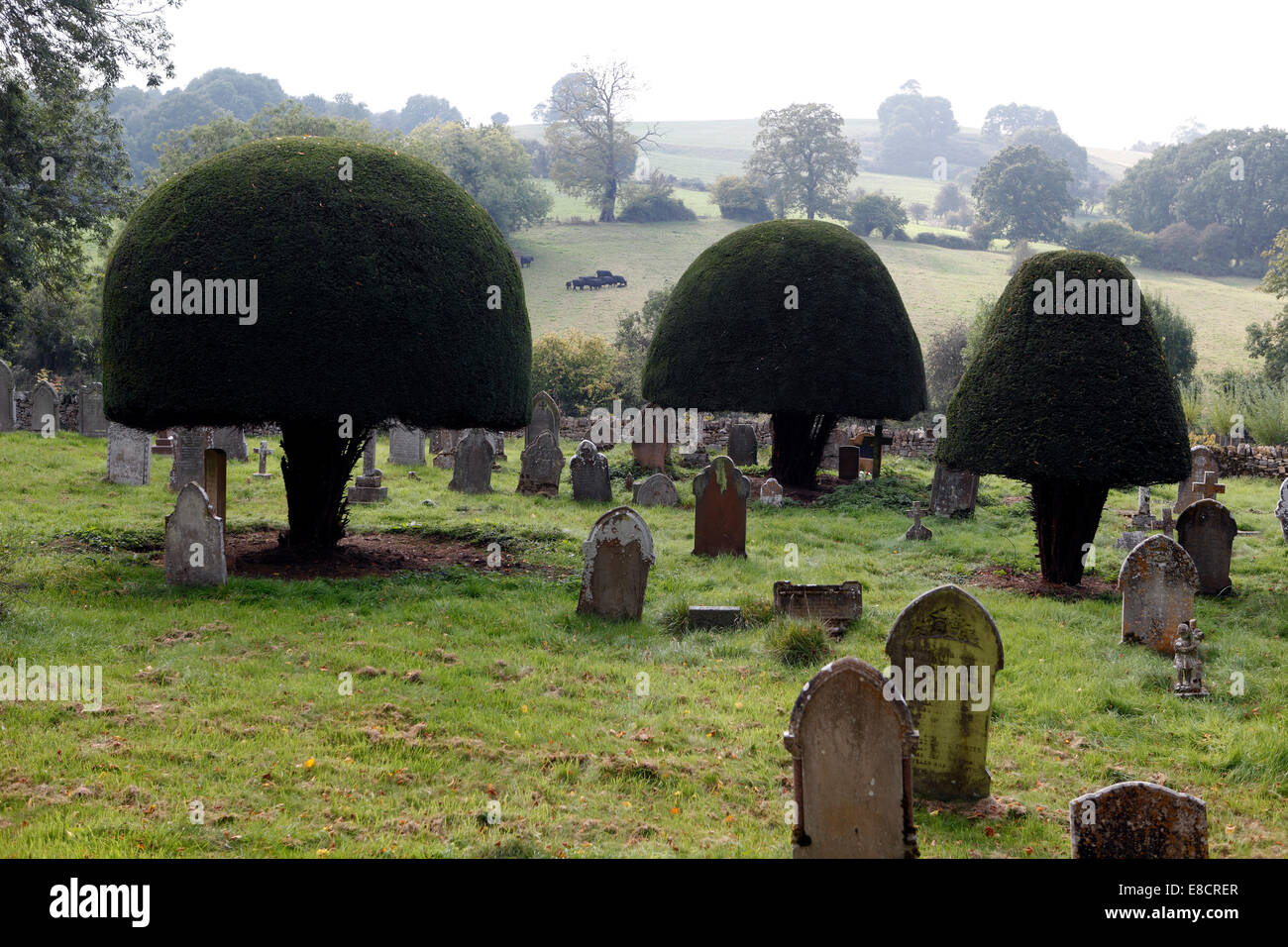 Cotswolds. Sculpted yew trees. Topiary, graveyard. Stock Photo