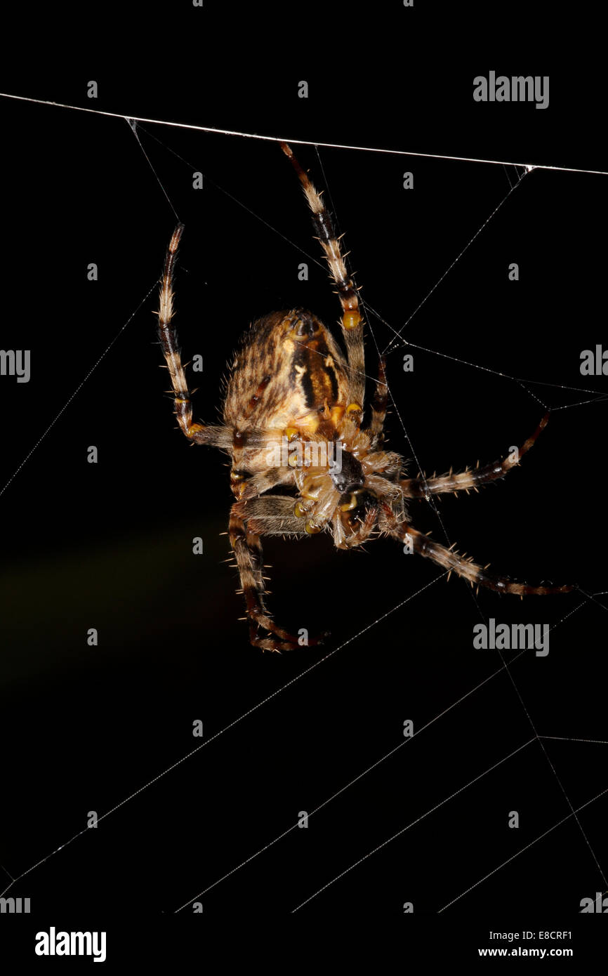 Araneus Diadematus British Garden Spider in its web Stock Photo - Alamy