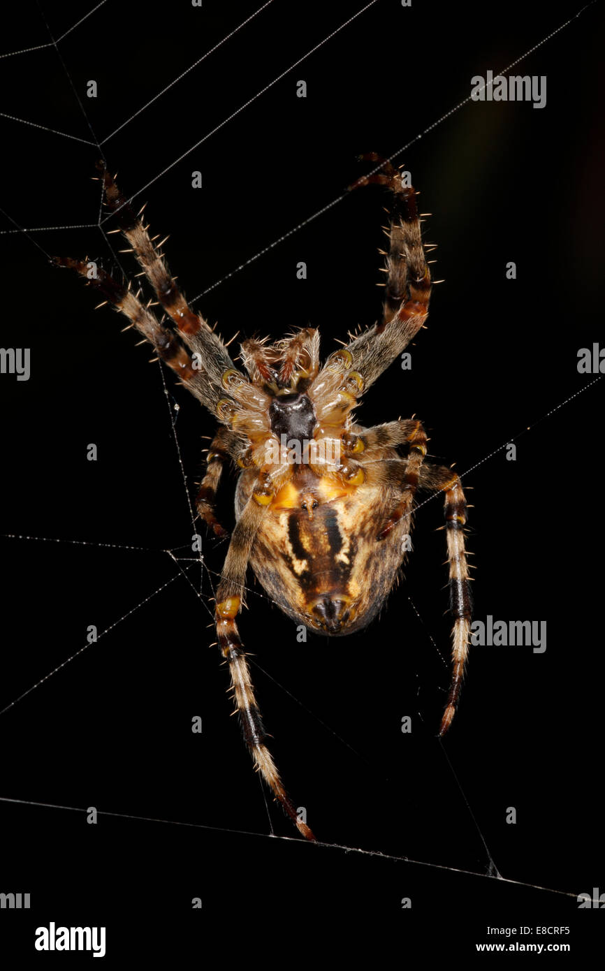 Araneus Diadematus British Garden Spider in its web Stock Photo - Alamy