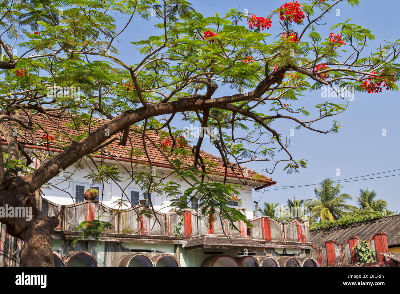 COCHIN OR KOCHI INDIA FLAMBOYANT TREE [ DELONIX REGIA ] AND RED FLOWERS ...