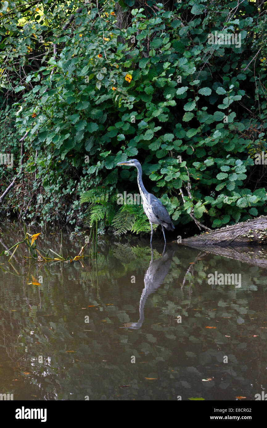 Heron on a river in the British countryside. Stock Photo