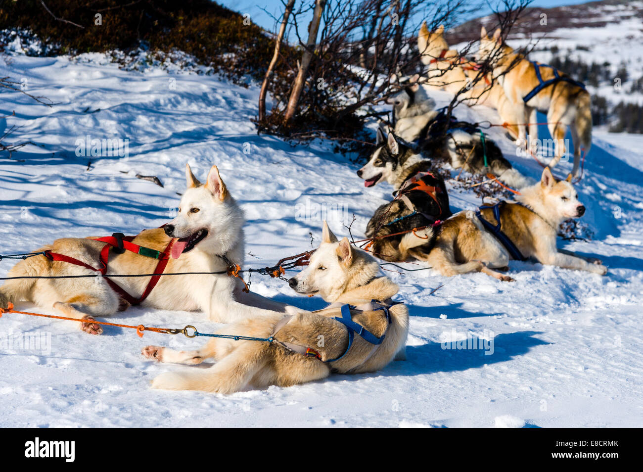 Sweden, Åre. Sled dog racing near Ottsjö Stock Photo Alamy