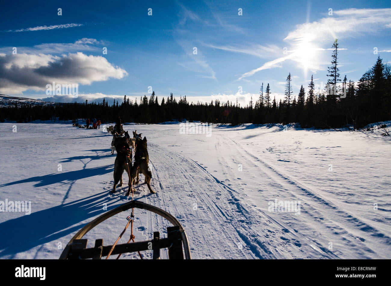 Sweden, Åre. Sled dog racing near Ottsjö. Stock Photo
