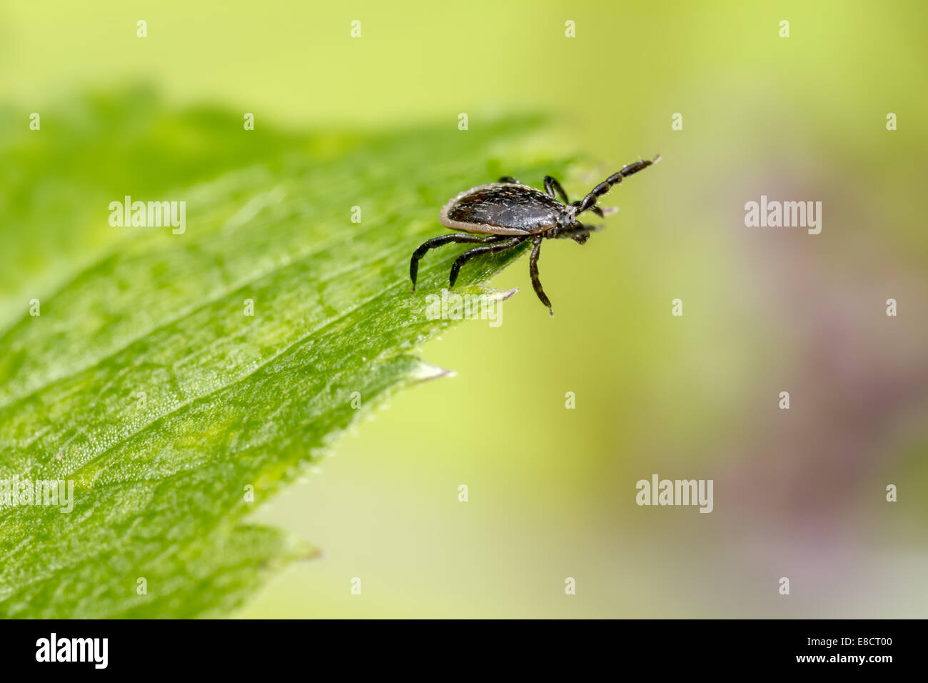 The Sheep Tick, Ixodes persulcatus Stock Photo Alamy