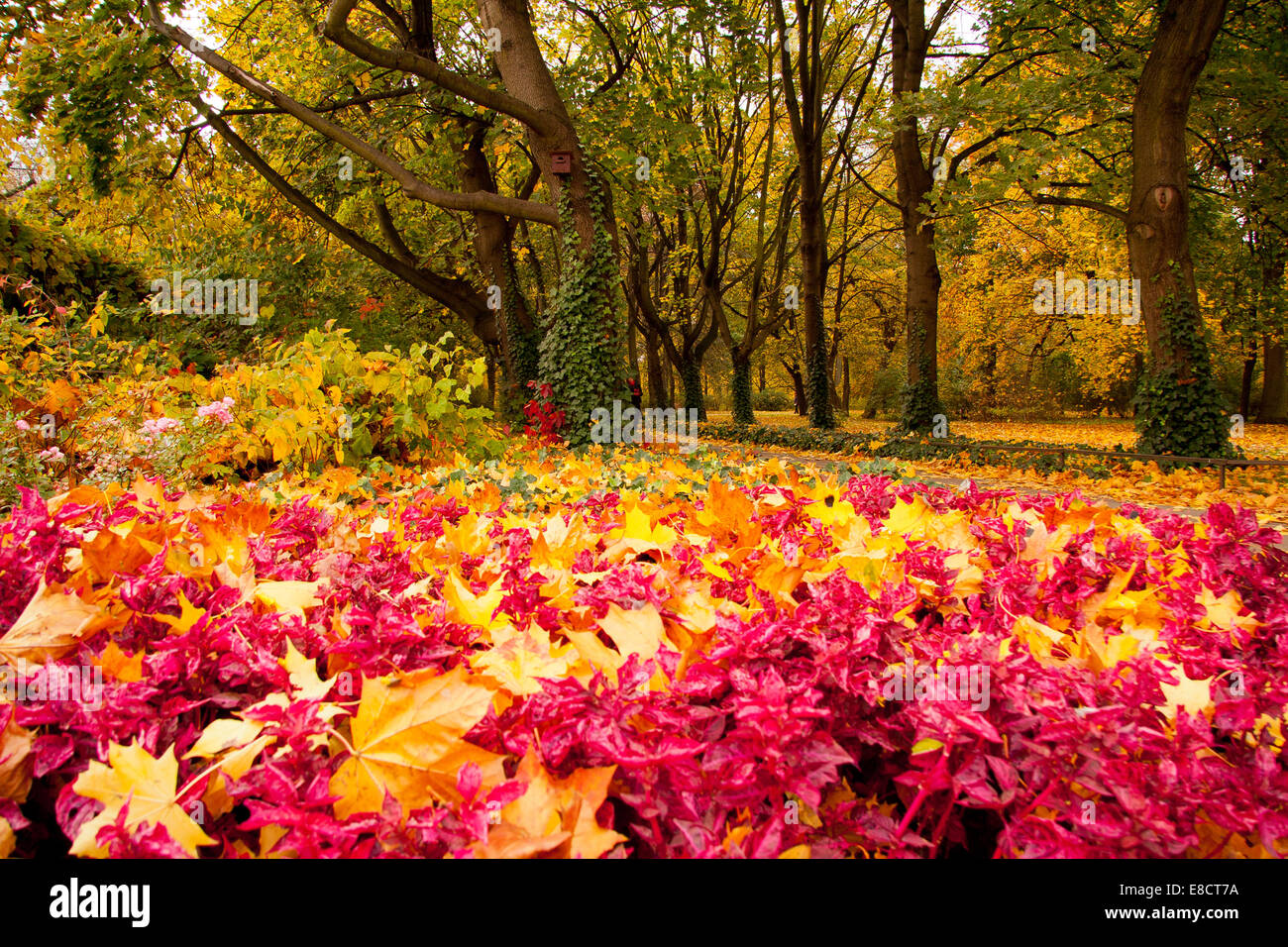 Carpets of golden leaves hi-res stock photography and images - Alamy