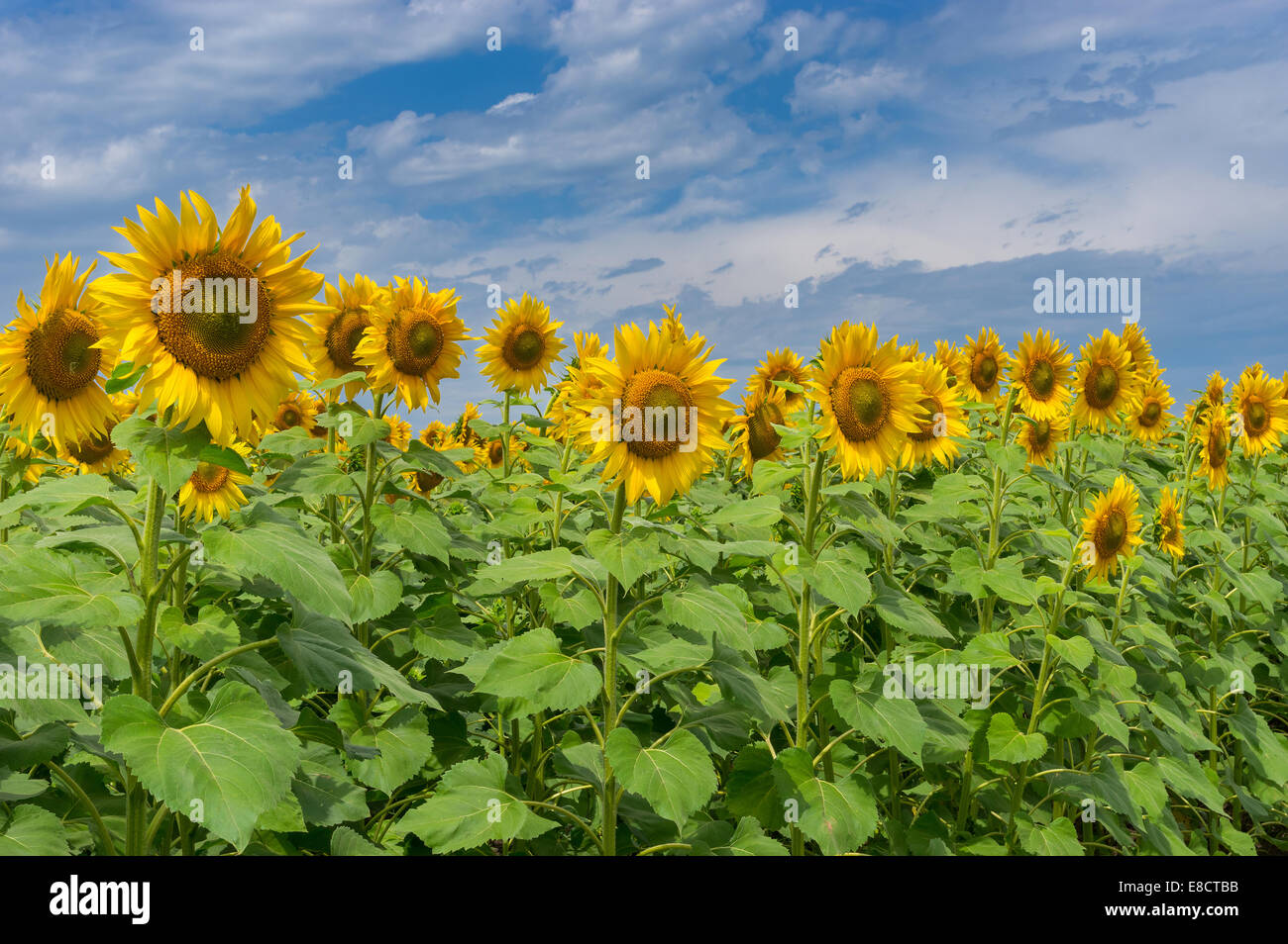 Ukrainian sunflowers hires stock photography and images Alamy