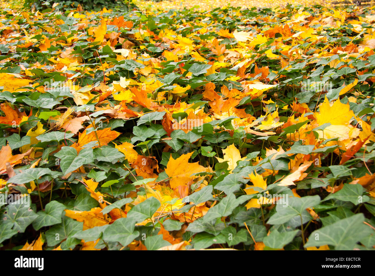 Carpets of golden leaves hi-res stock photography and images - Alamy