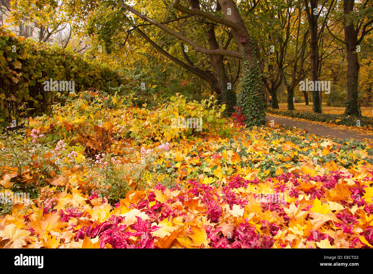 Colorful carpets of leaves in the park. Warsaw. Poland Stock Photo Alamy
