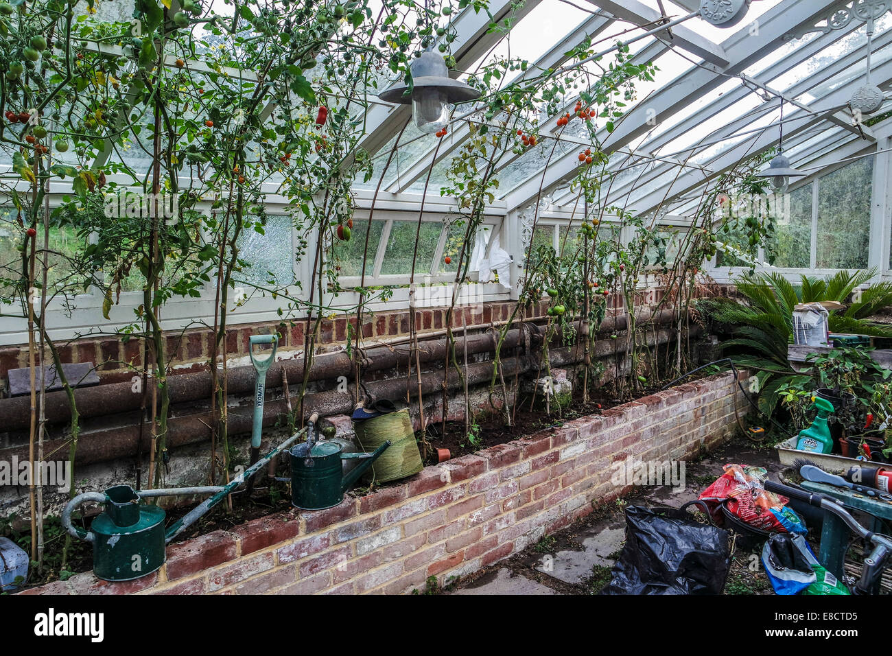 The inside of a Green House with growing tomato's grown and watering cans Stock Photo