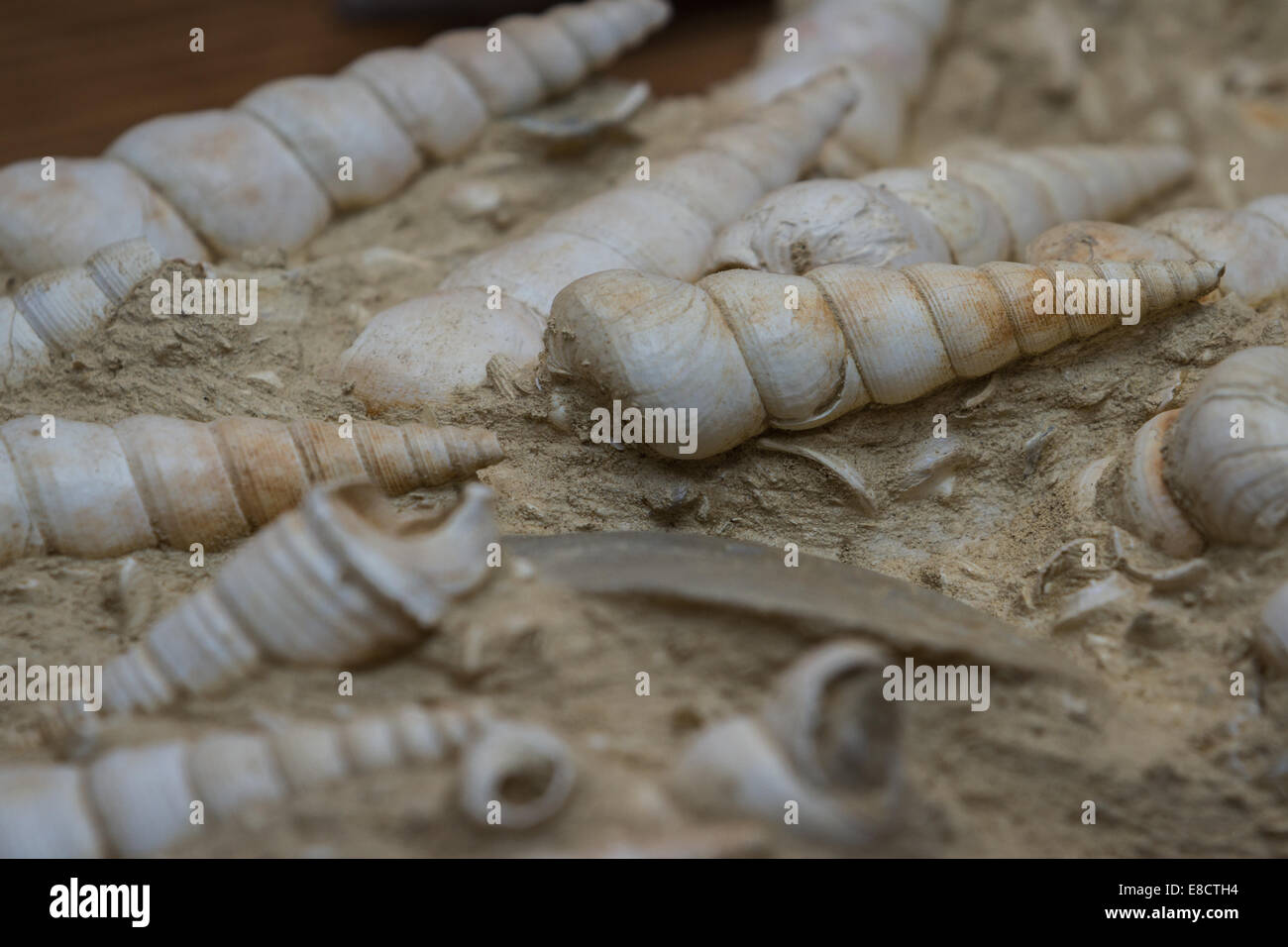 cluster of well preserved sea shell fossils from millions of years ago Stock Photo Alamy