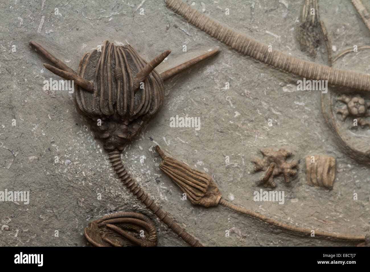 cluster of well preserved sea shell fossils from millions of years ago Stock Photo