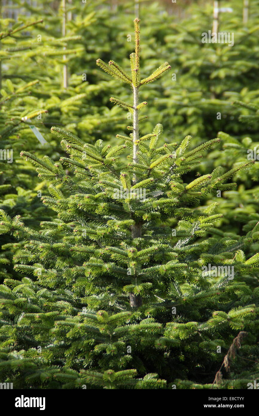 growing christmas trees