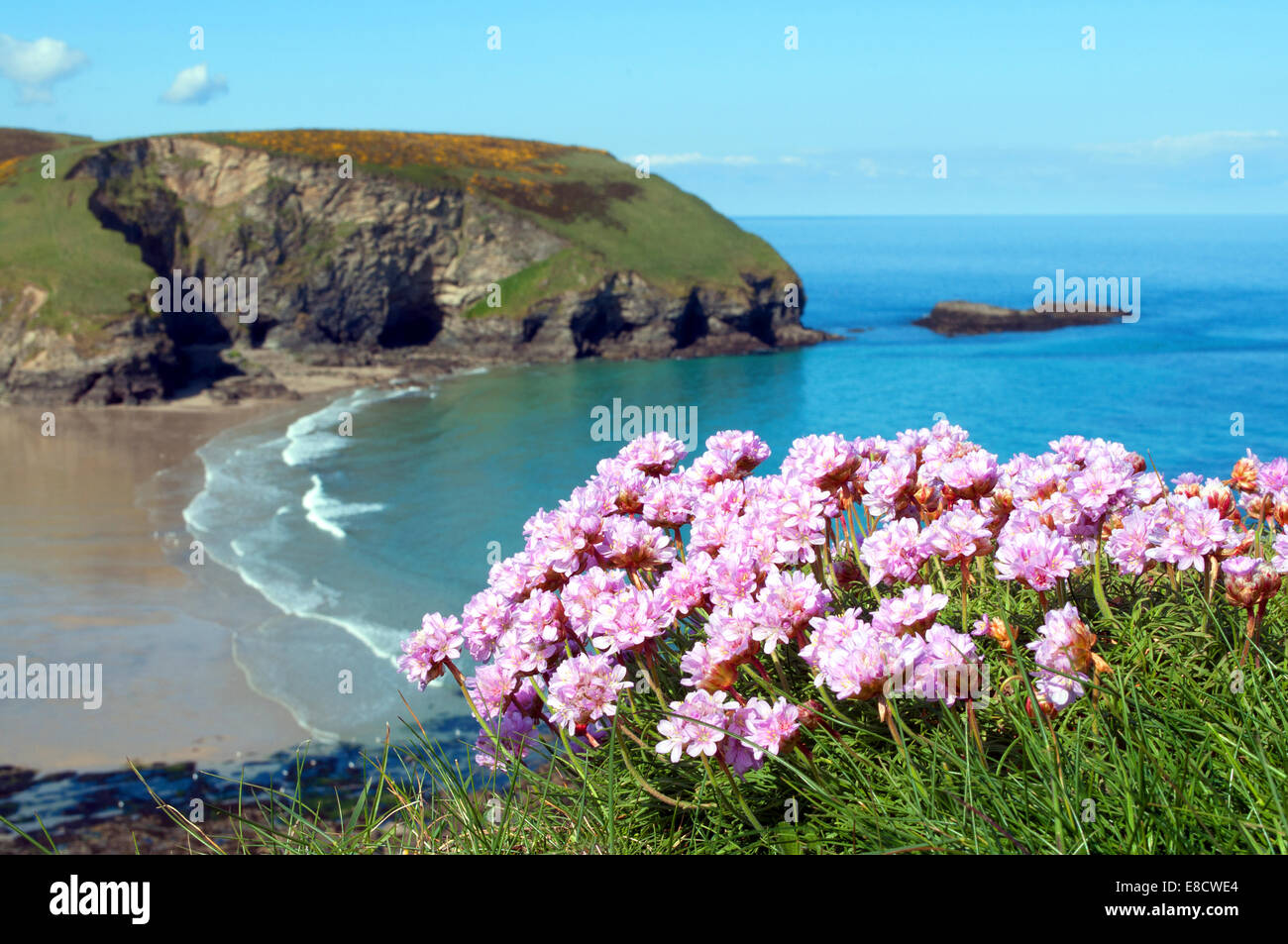 flowering thrift on the coastal cliffs in cornwall, uk Stock Photo