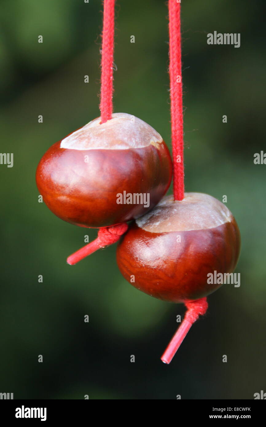 Playing conkers in England, UK - close up Stock Photo