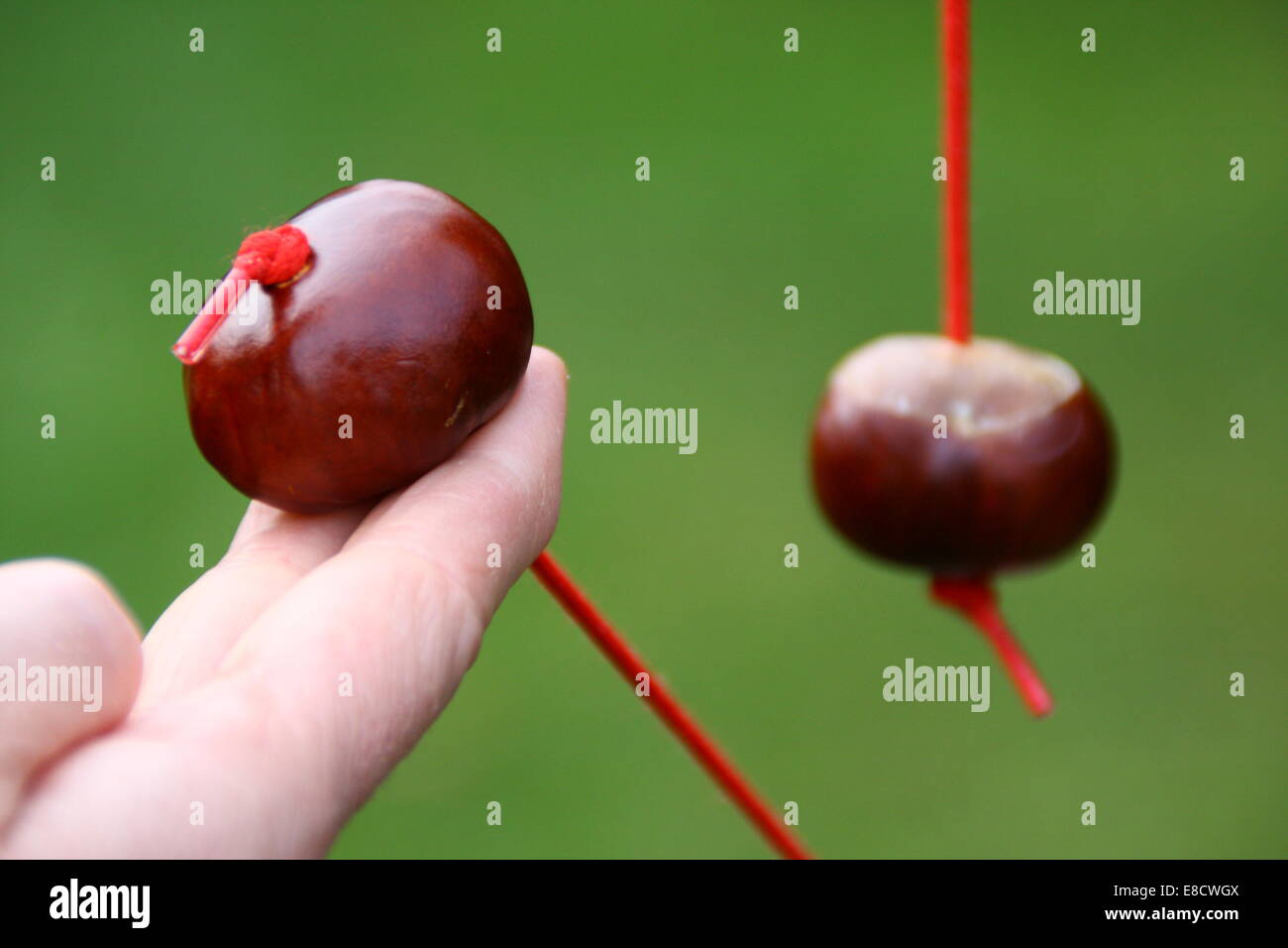 Playing conkers in England, UK - close up Stock Photo - Alamy
