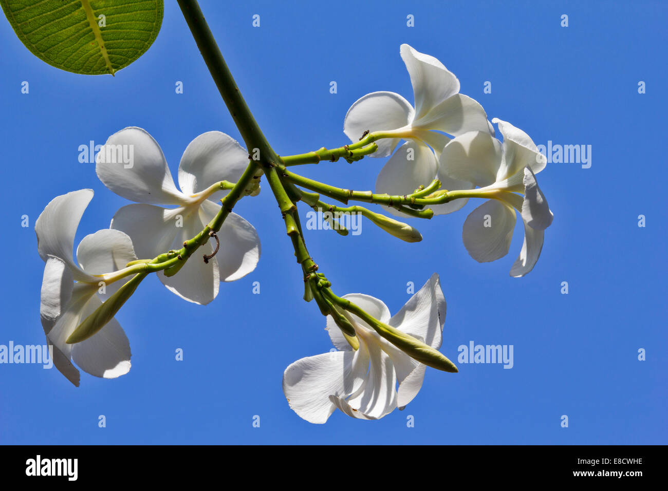 WHITE FRANGIPANI  [ PLUMERIA ] FLOWERS AGAINST A BLUE SKY Stock Photo