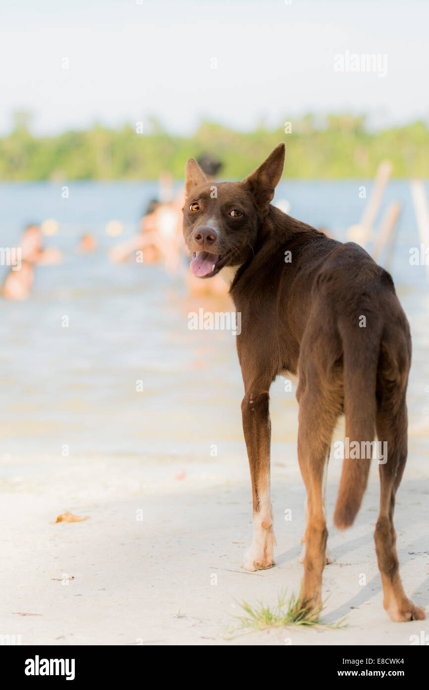 Stray dog on beach Stock Photo