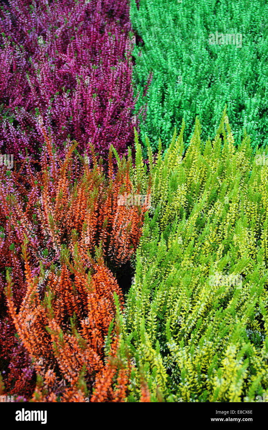 Colourful painted heathers for sale in a garden centre, England, UK