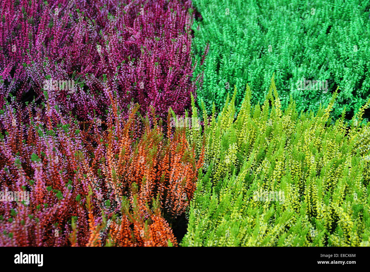 Colourful painted heathers for sale in a garden centre, England, UK