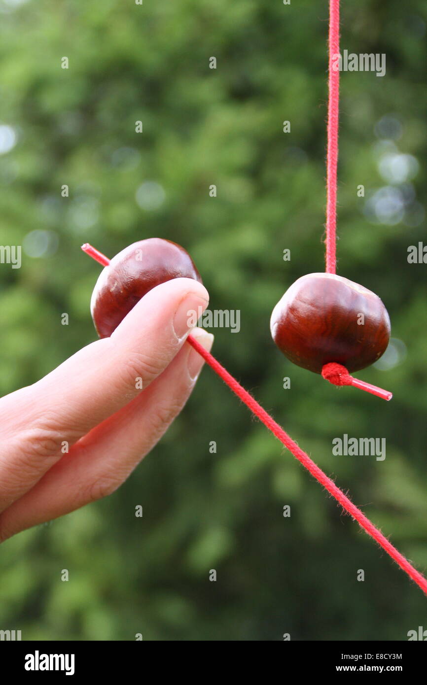A man takes aim during a game of conkers, England, UK - autumn Stock Photo