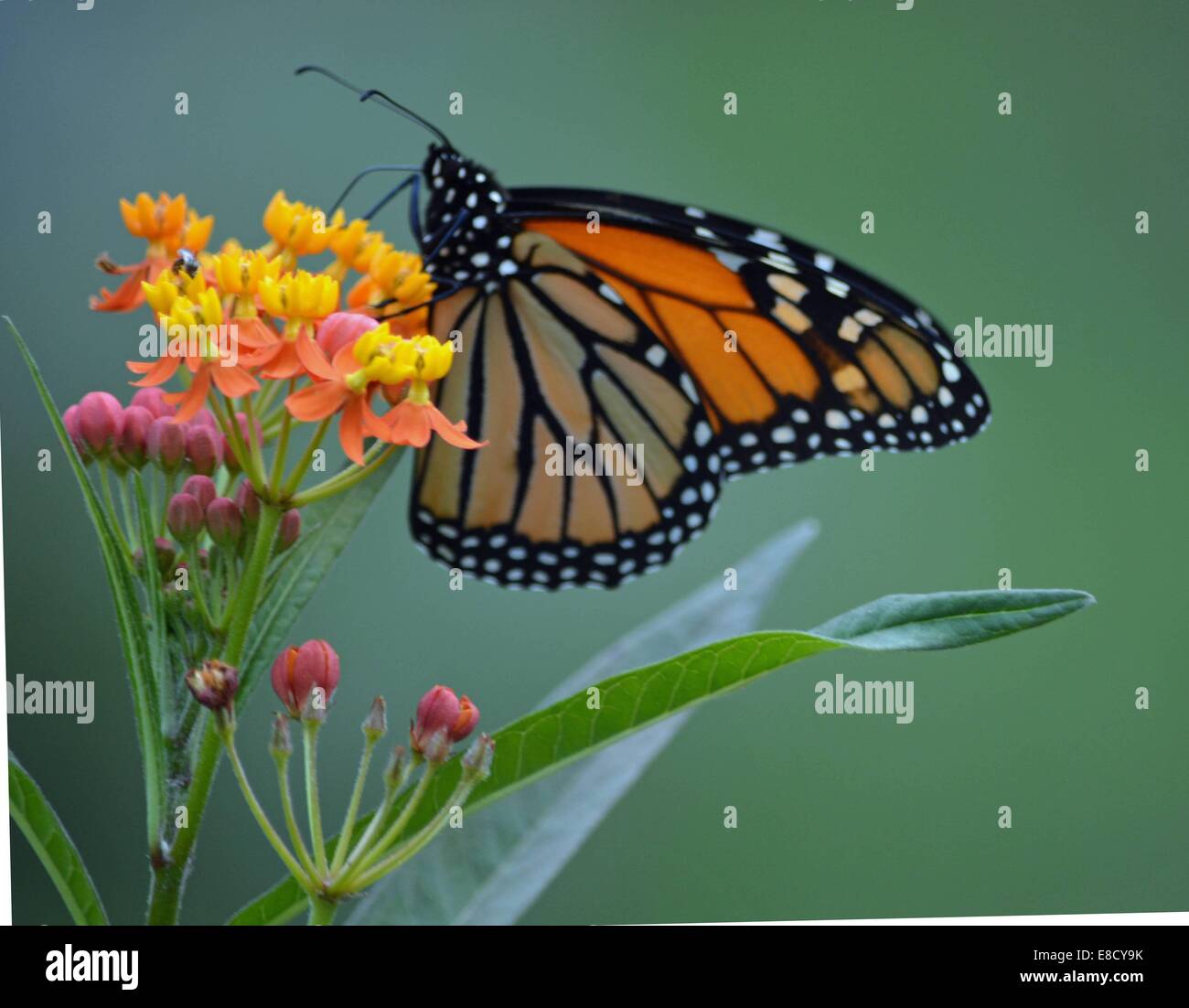 monarch butterfly on butterfly weed flower Stock Photo - Alamy