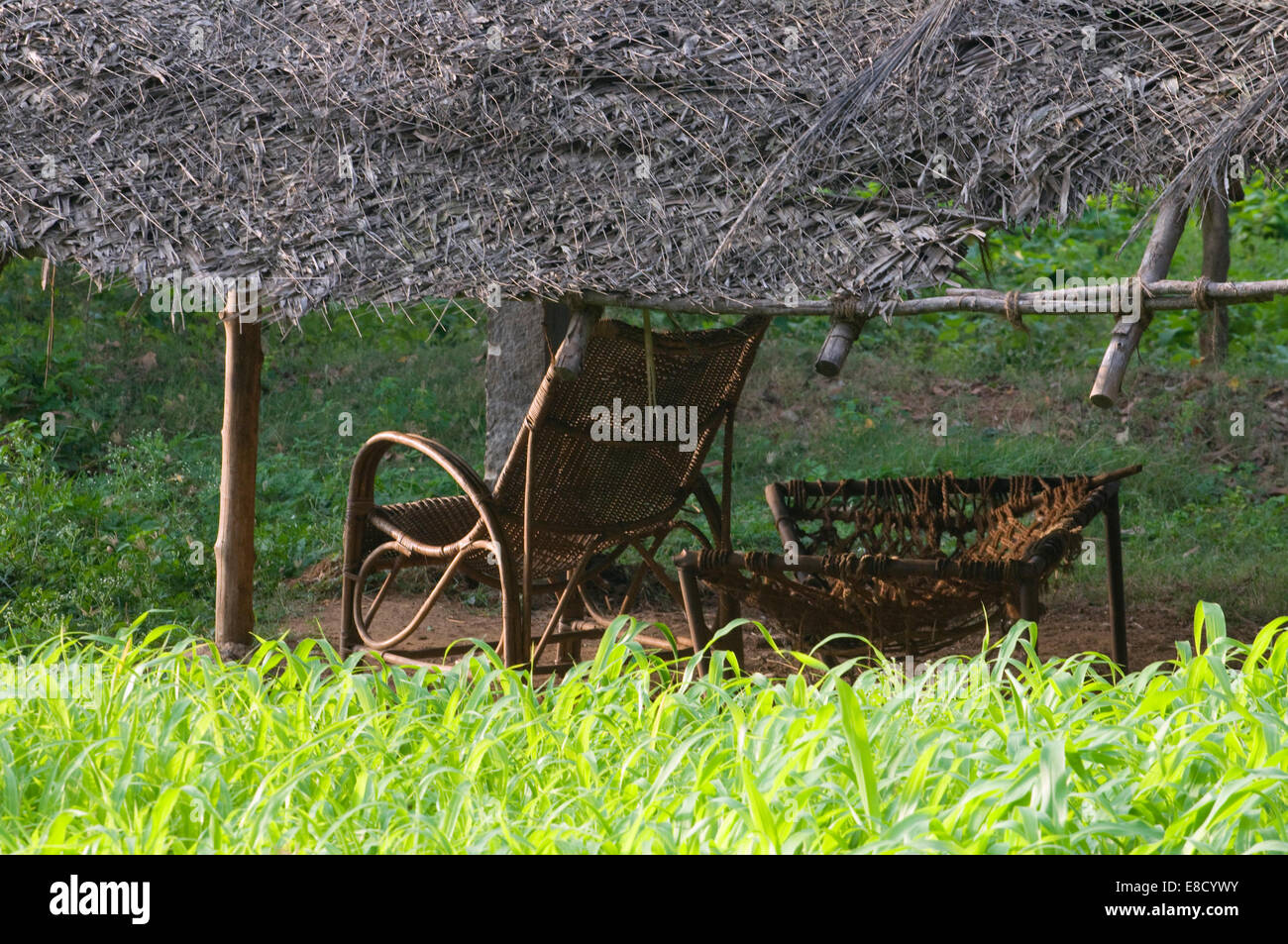 Bamboo and wicker easy chair and dilapidated bed under thatched canopy amidst rice paddy in sunny South India Stock Photo