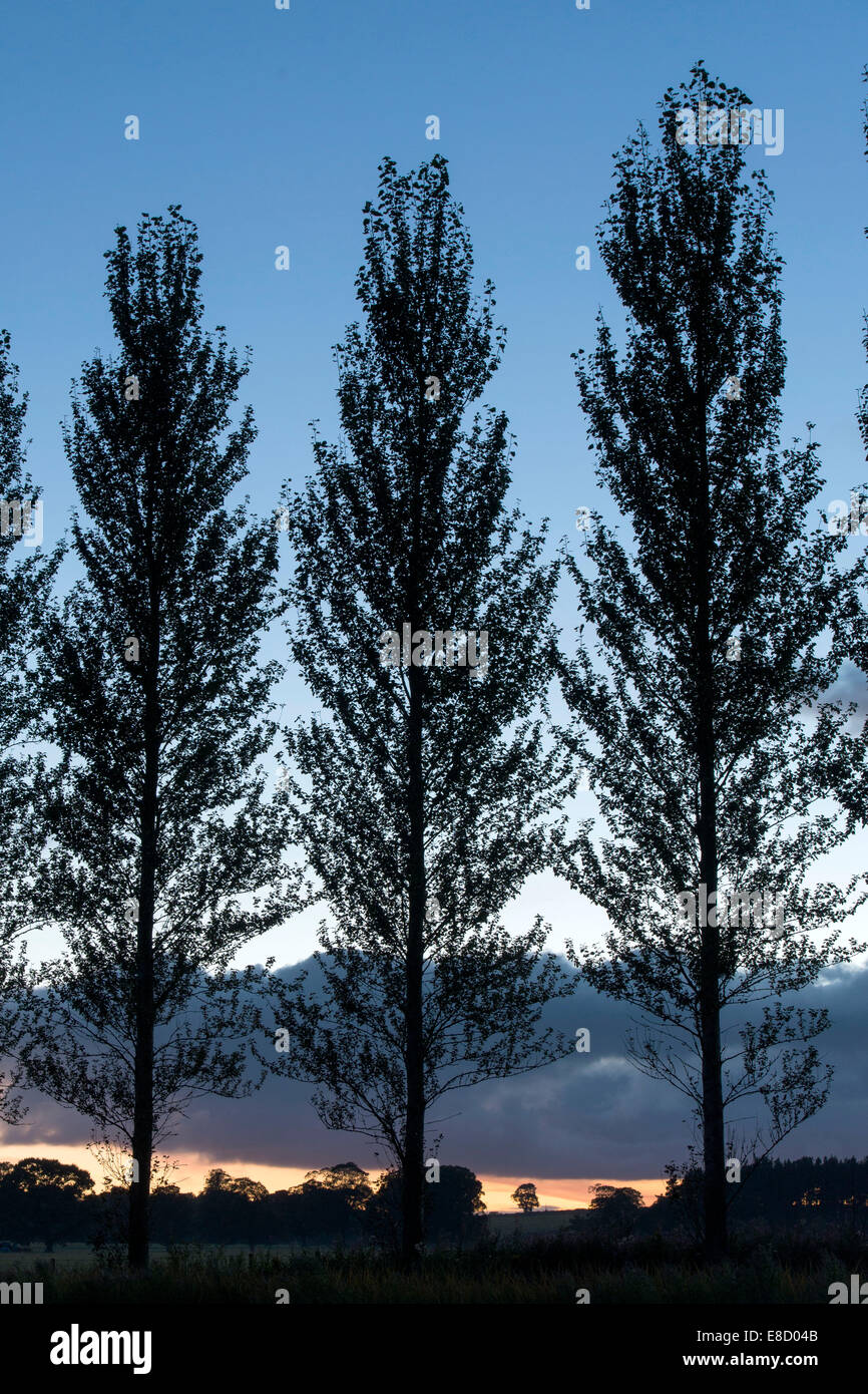Three trees silhouette Stock Photo - Alamy