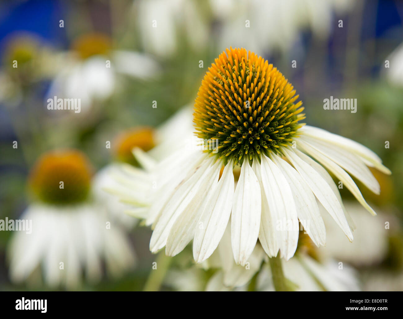 Coneflower fall hi-res stock photography and images - Alamy