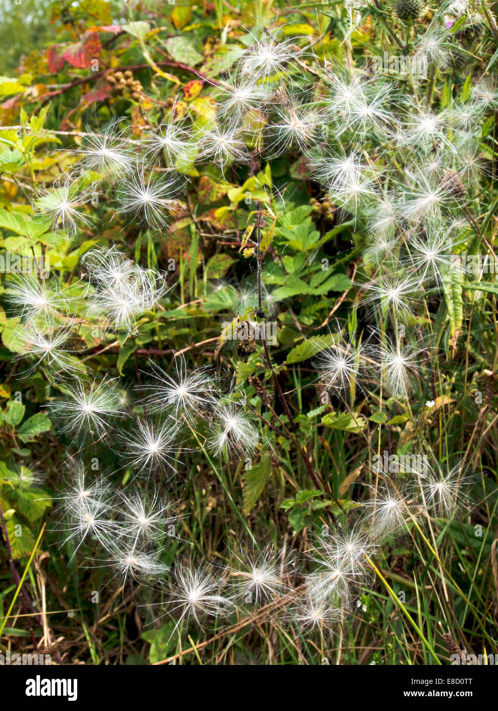 Thistle seeds trapped in a spiders web with a common garden spider in the centre Stock Photo