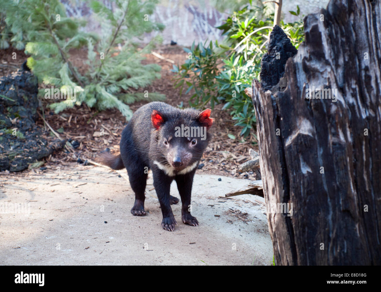 A Tasmanian devil (Sarcophilus harrisii) in captivity at Taronga Zoo in