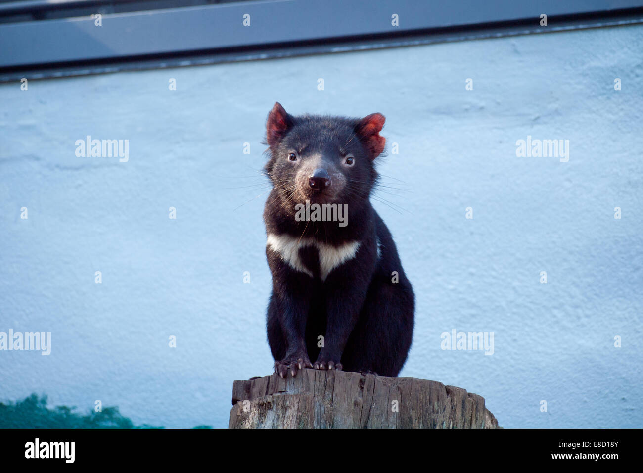 A Tasmanian devil (Sarcophilus harrisii) in captivity at Taronga Zoo in