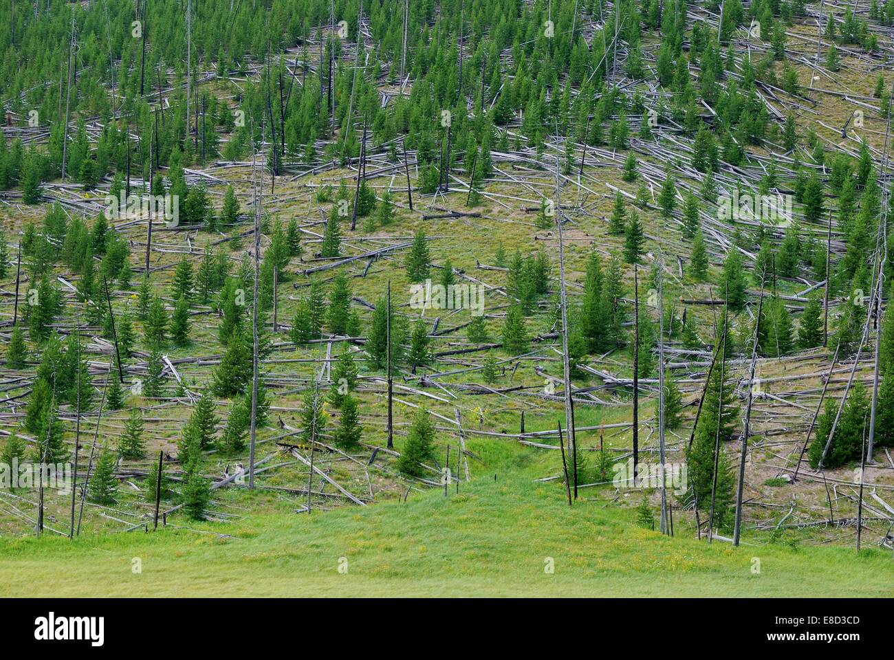 New growth among dead trees from a Yellowstone fire Stock Photo - Alamy