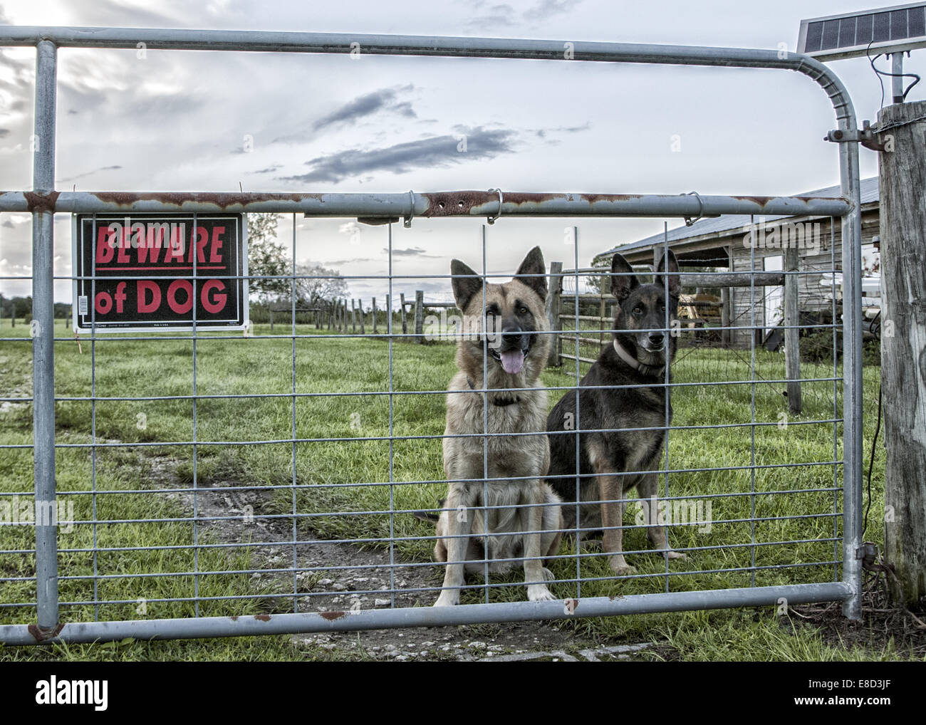 Two German Shepherd dogs standing behind a gate guarding their home