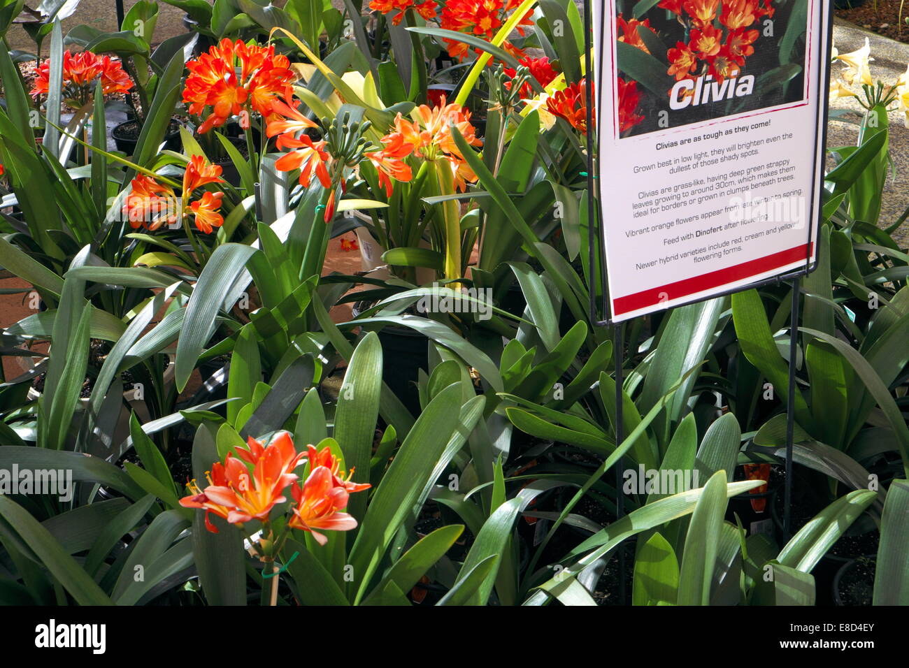 clivia red orange plants for sale in a sydney garden centre , australia