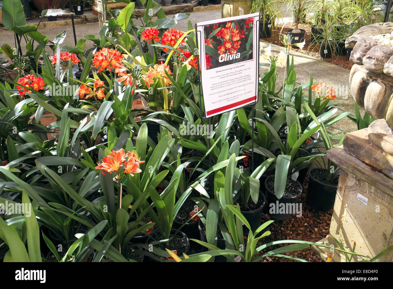 red orange clivia plants for sale in a sydney garden centre , a genus