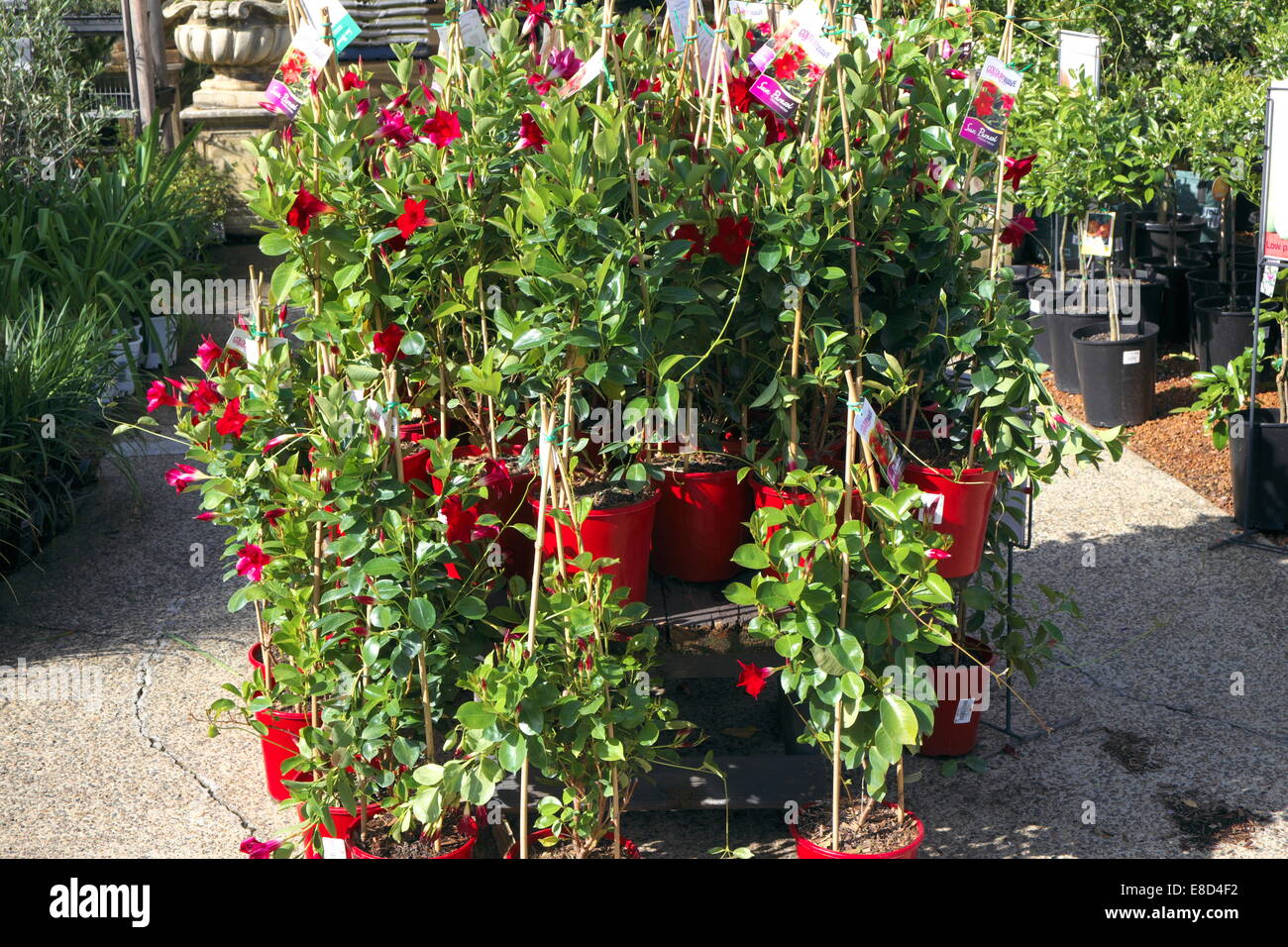 Garden centre plant display hi-res stock photography and images - Alamy
