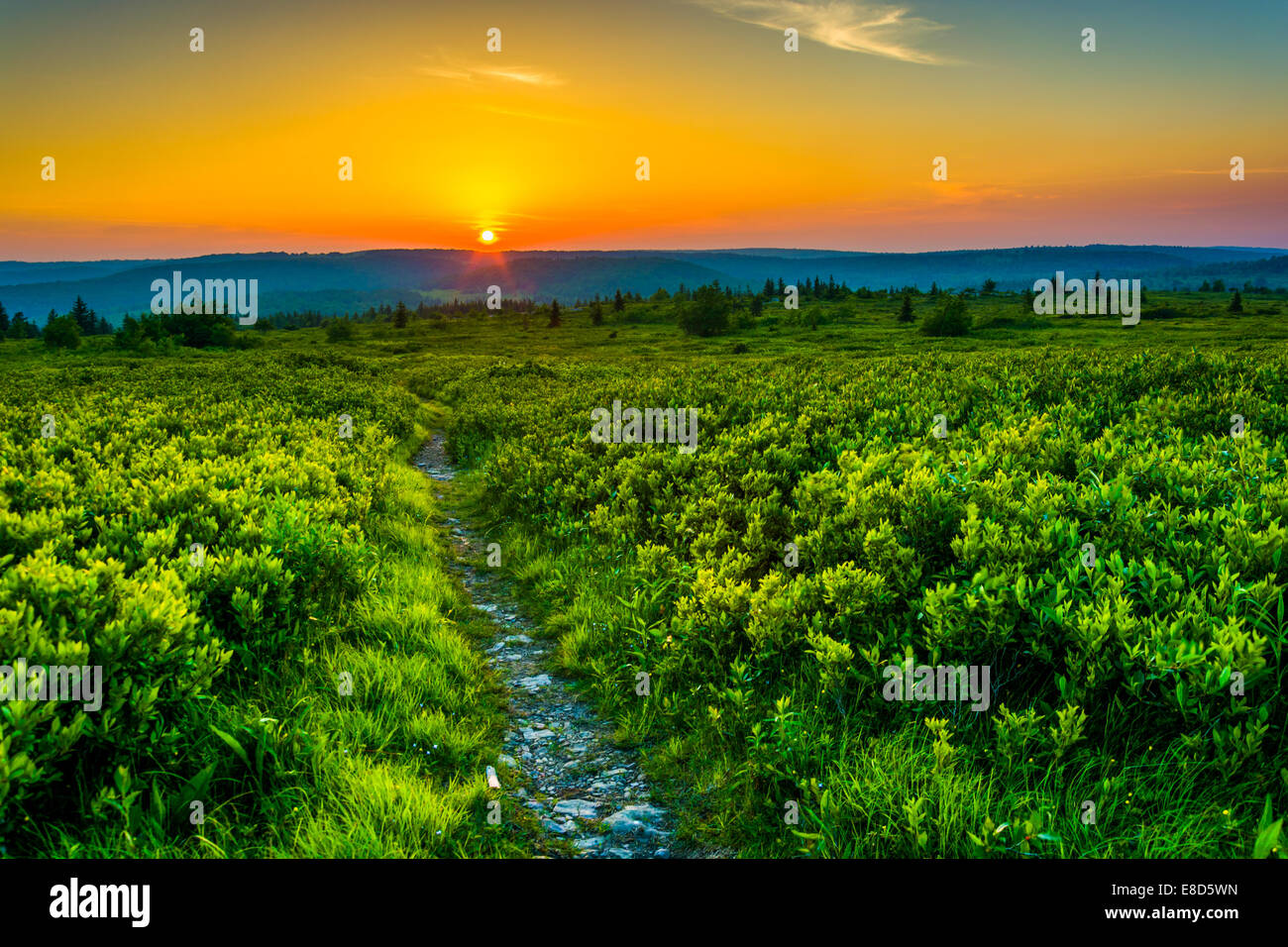 Sunset at Dolly Sods Wilderness, Monongahela National Forest, West