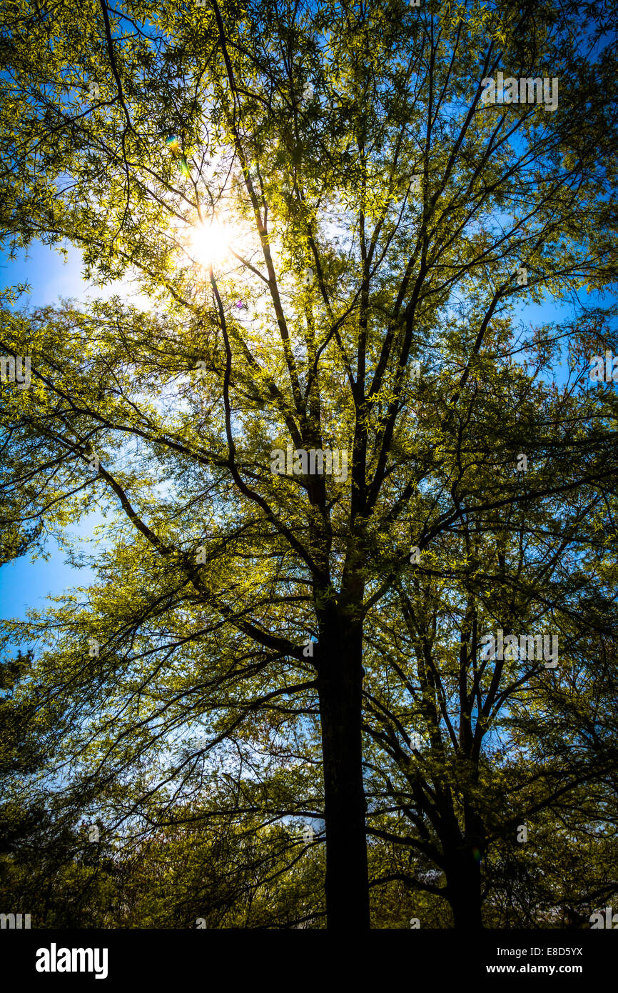 Sun shining through trees hi-res stock photography and images - Alamy