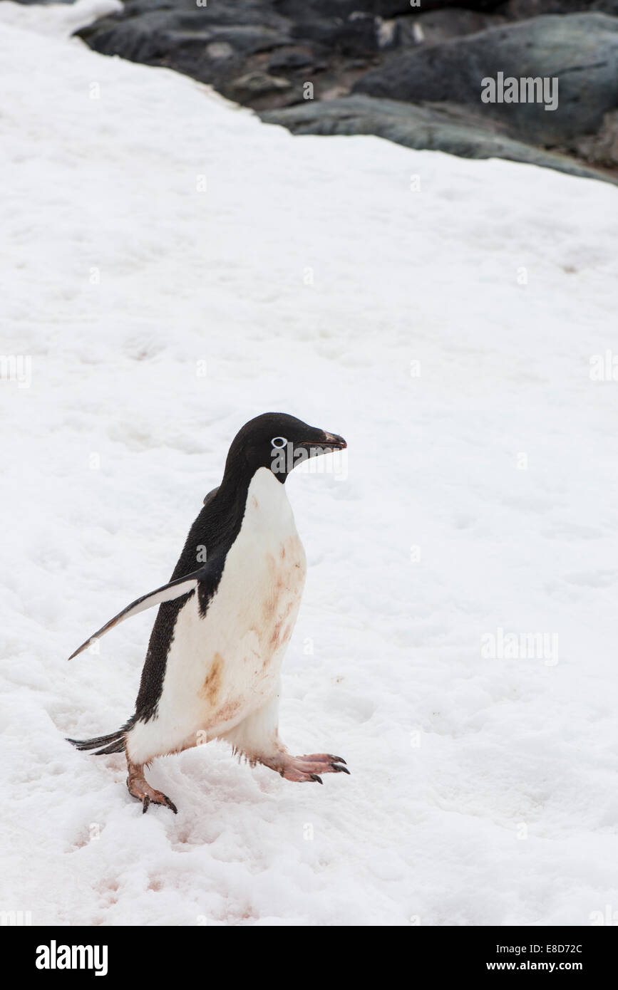 Adelie penguin, Antarctica Stock Photo