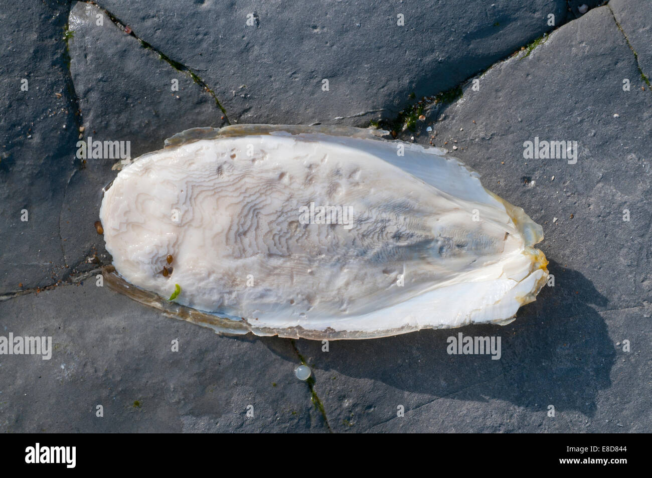 Cuttlefish bone washed up on the shore.  A common site on Sussex beaches but not usually as fresh as this one Stock Photo