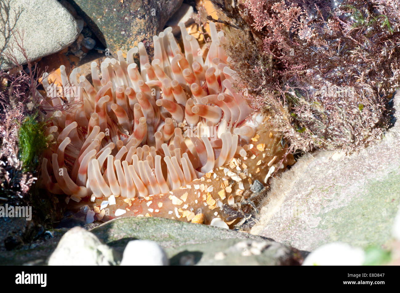 A large Dahlia Anemone in a rock pool at Cow Gap, near Eastbourne, East Sussex Stock Photo
