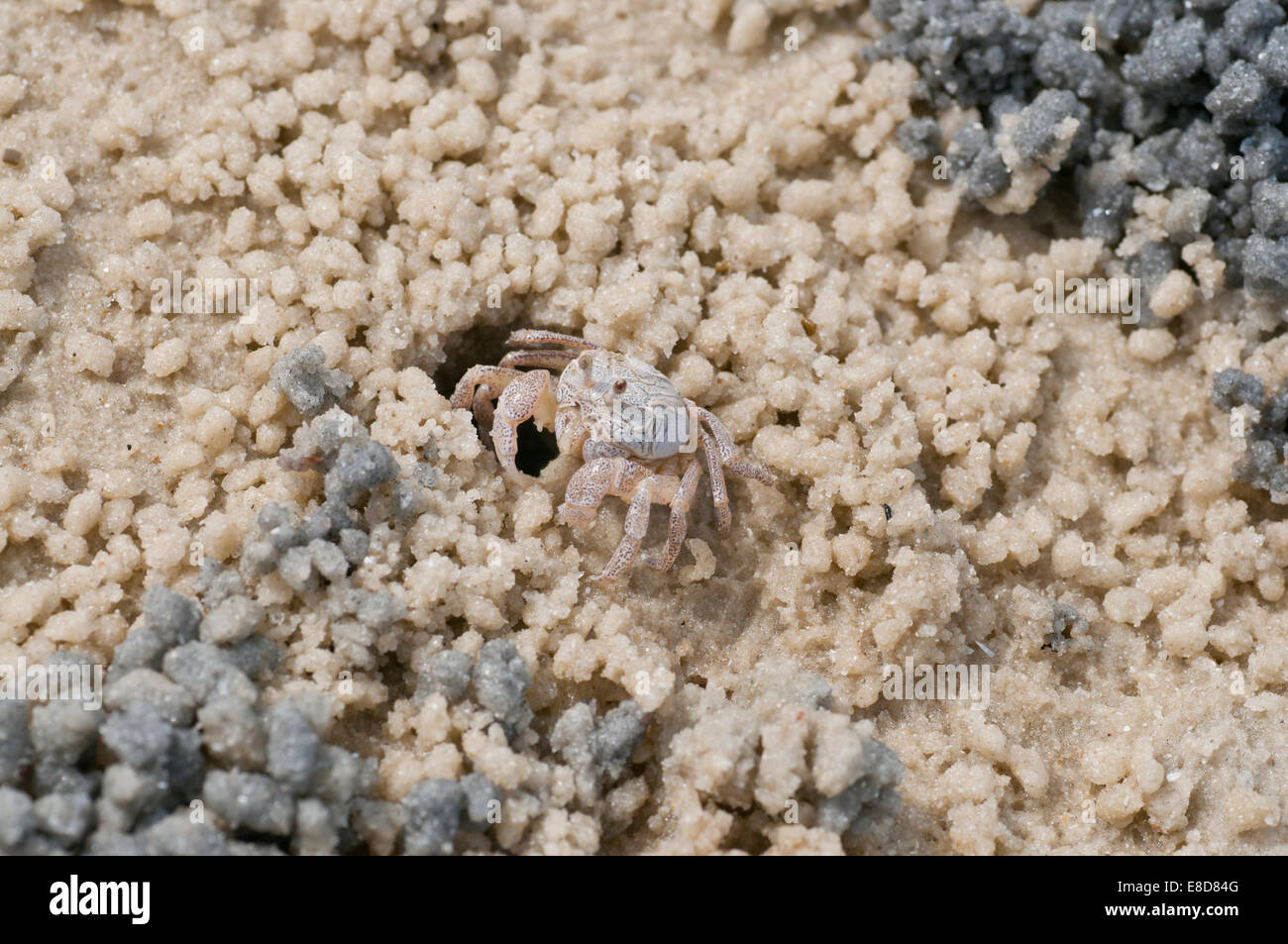 One of many small ghost crabs on the beach at Dar es Salaam - probably Ocypode ryderi but may be another species Stock Photo