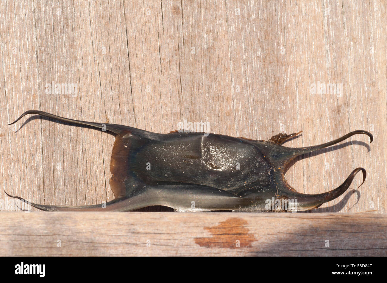 A Mermaid's purse (egg case of the Common Skate) against a wooden background at Eastbourne, East Sussex Stock Photo