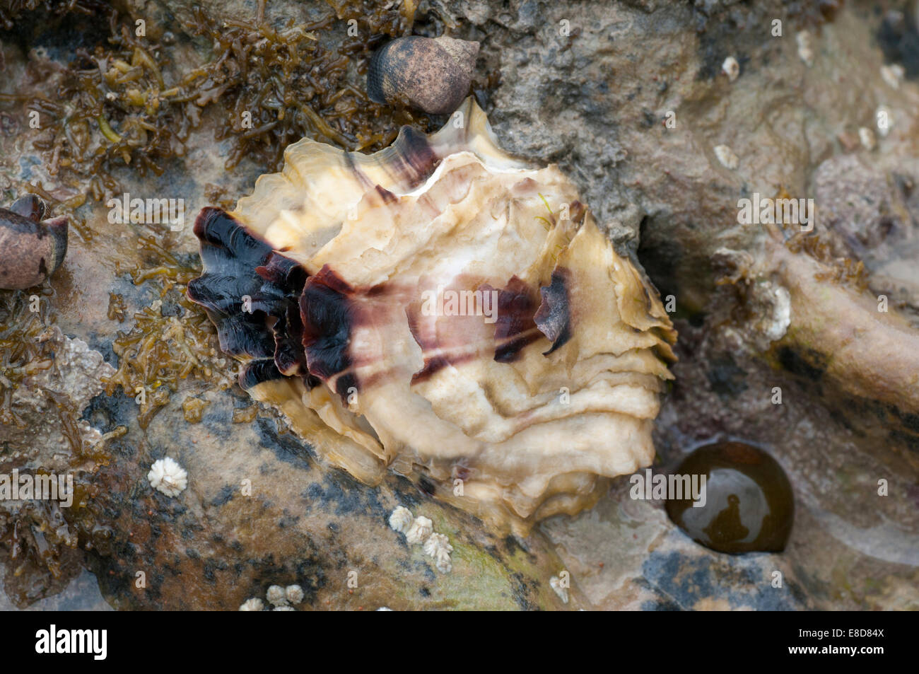 Shell of the invasive Pacific Oyster on the shore at Hastings, East